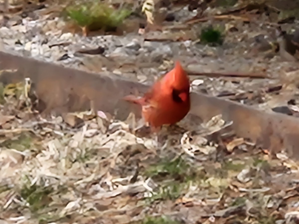 Northern Cardinal - ML642851722