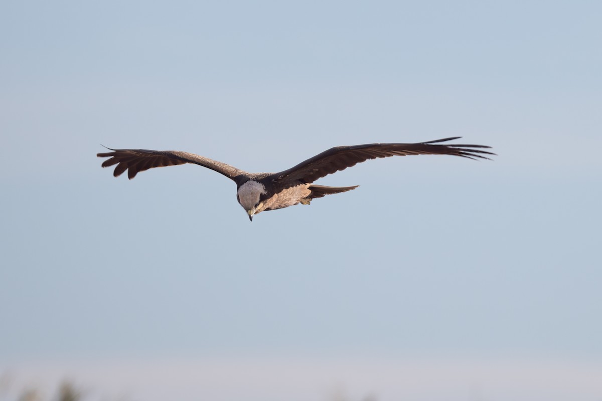Western Marsh Harrier - ML642851723