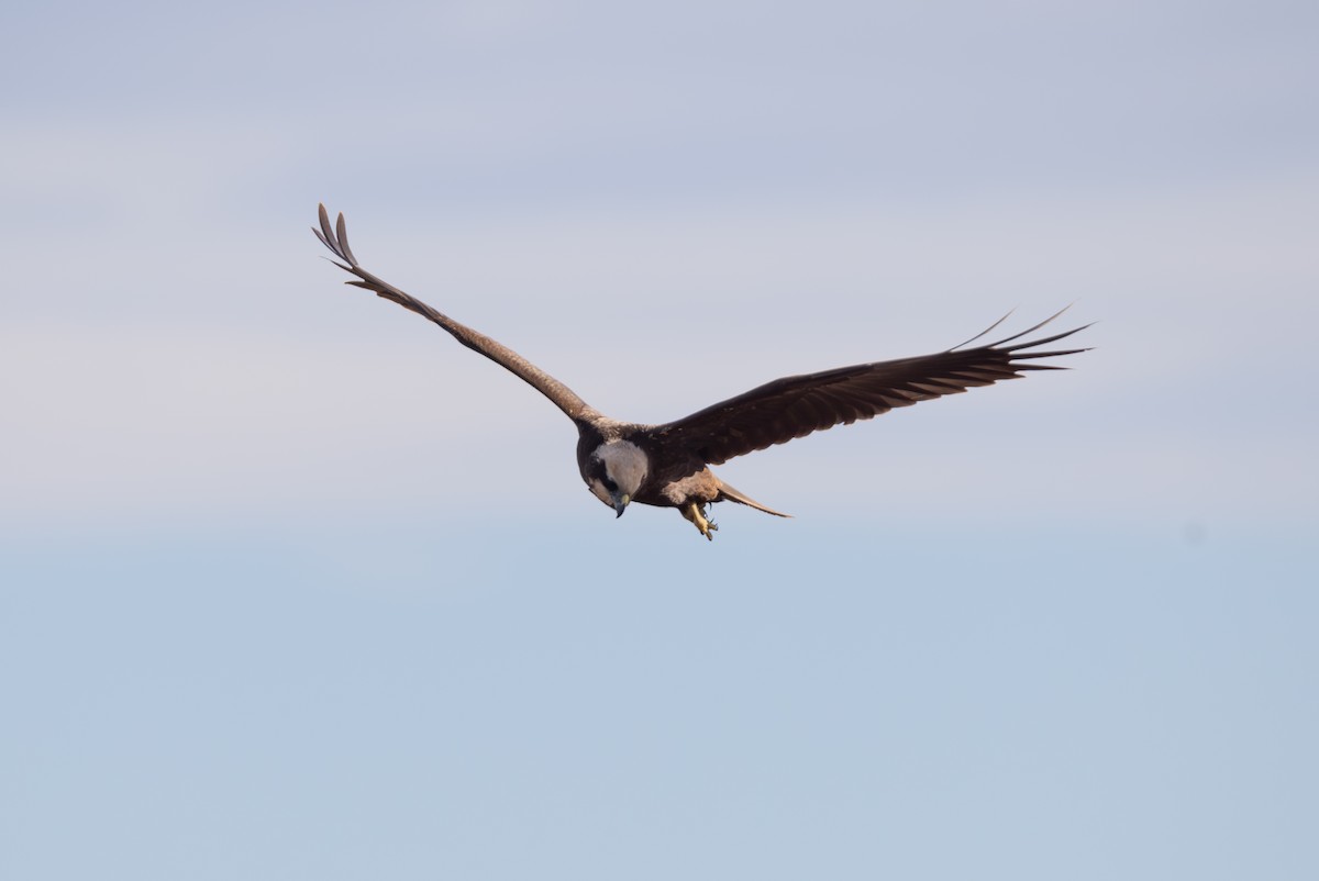 Western Marsh Harrier - ML642851724