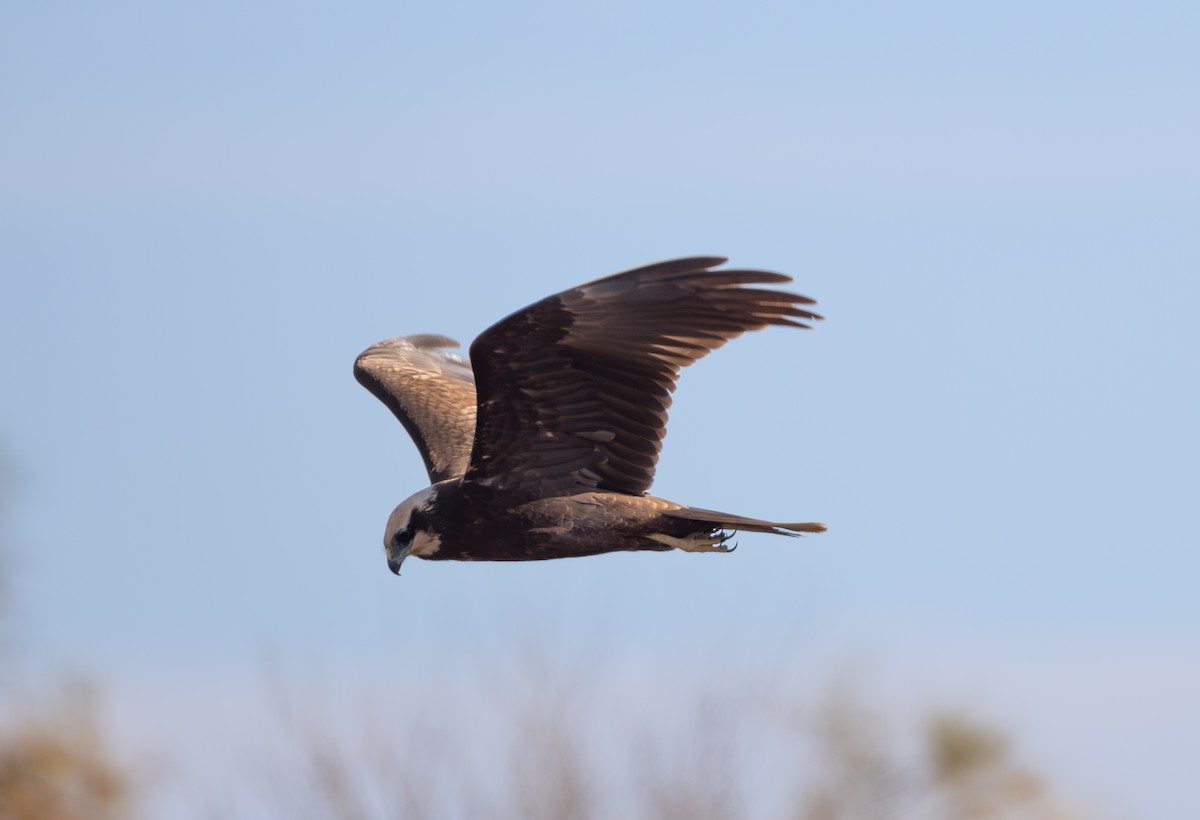Western Marsh Harrier - ML642851725