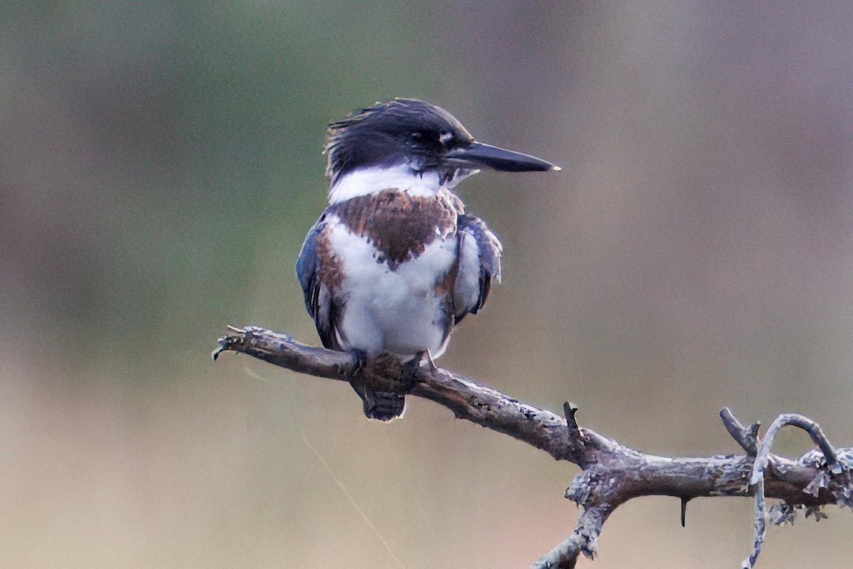 Belted Kingfisher - ML642851726