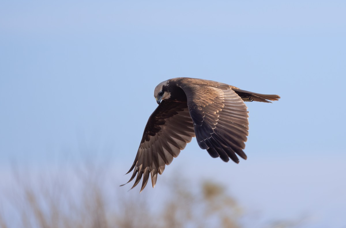 Western Marsh Harrier - ML642851727
