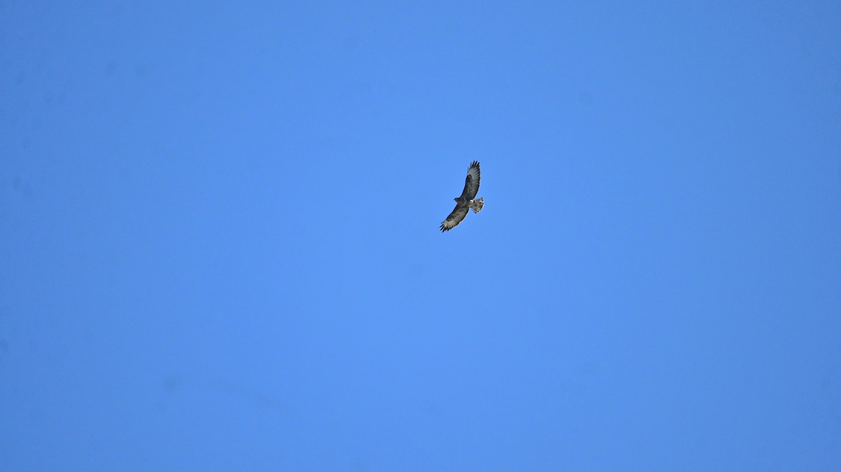 Common Buzzard - ML642851728