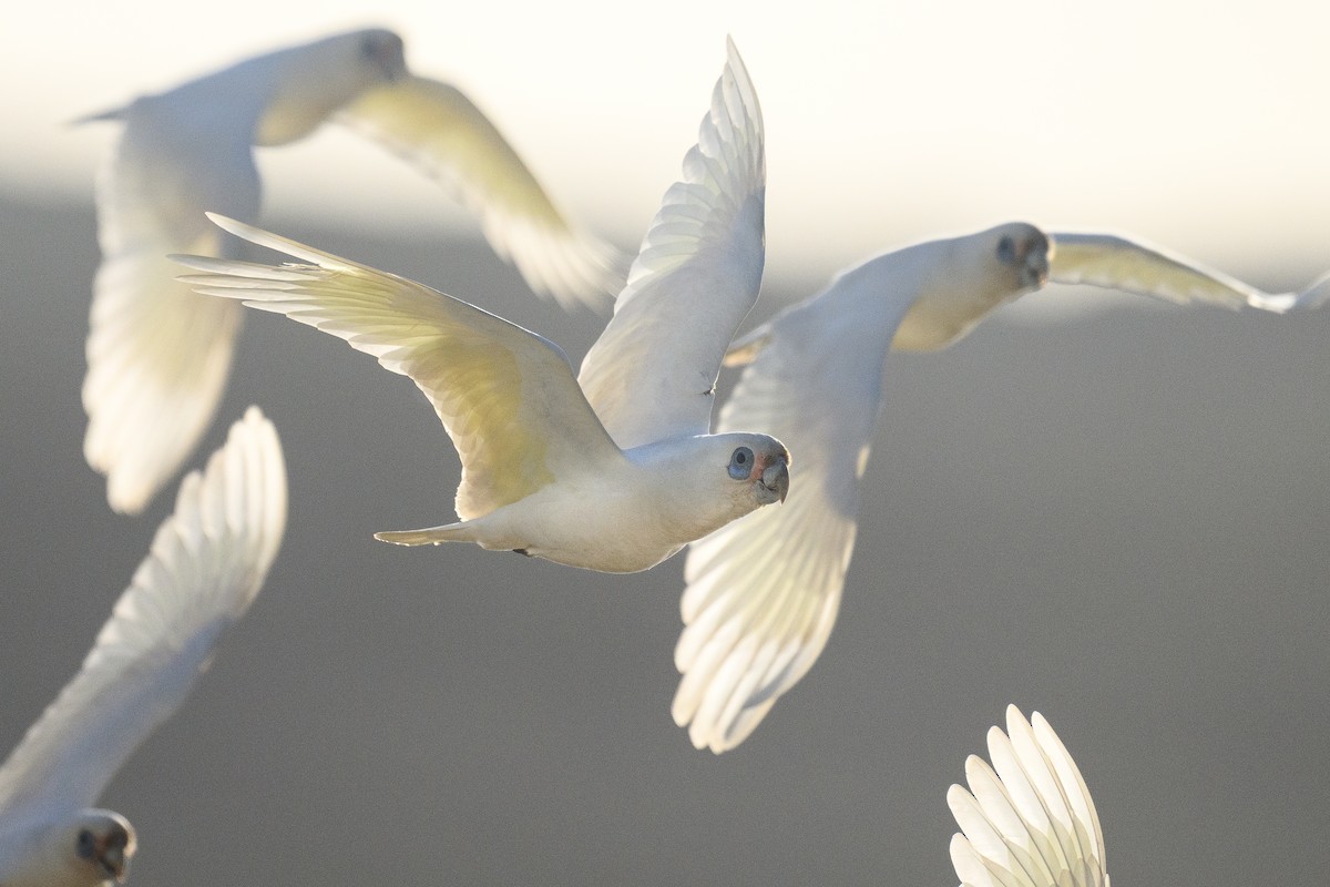 Little Corella - ML642851730