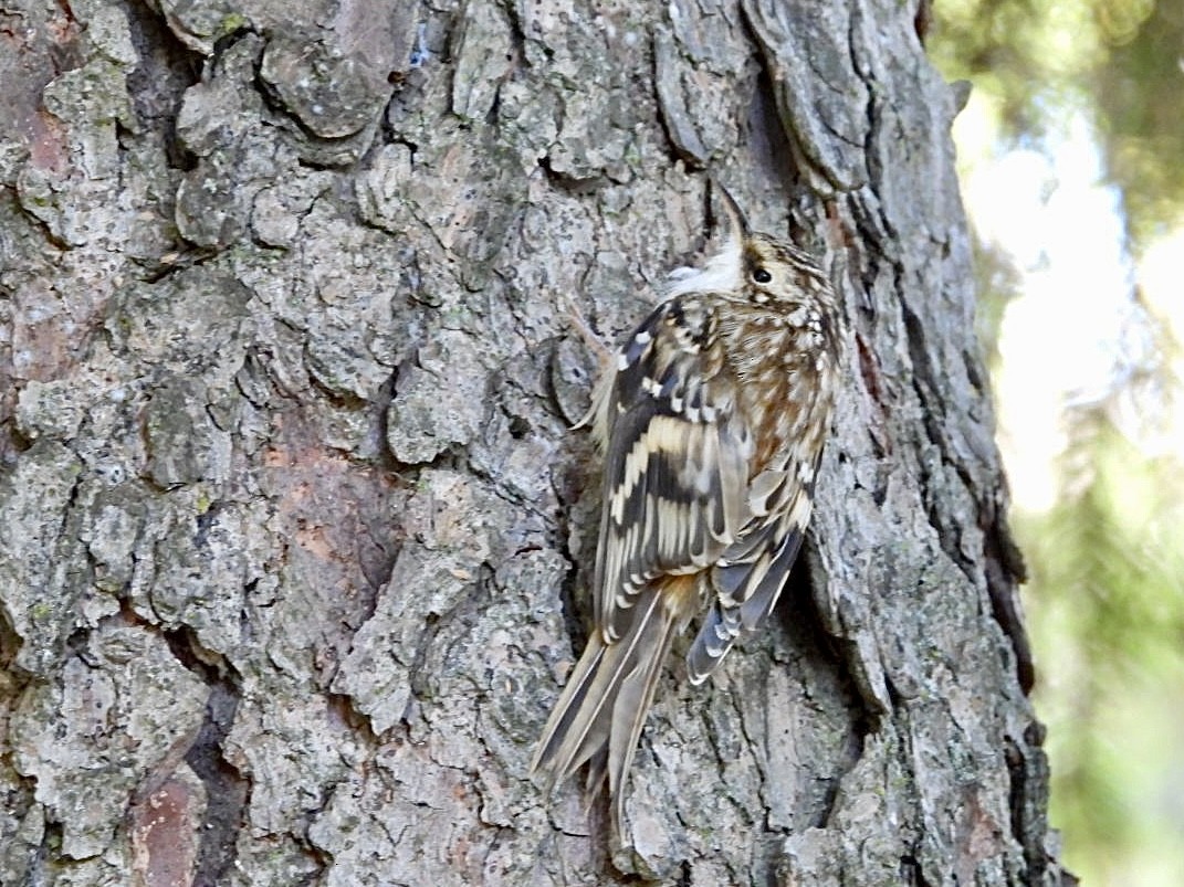 Brown Creeper - ML642851731