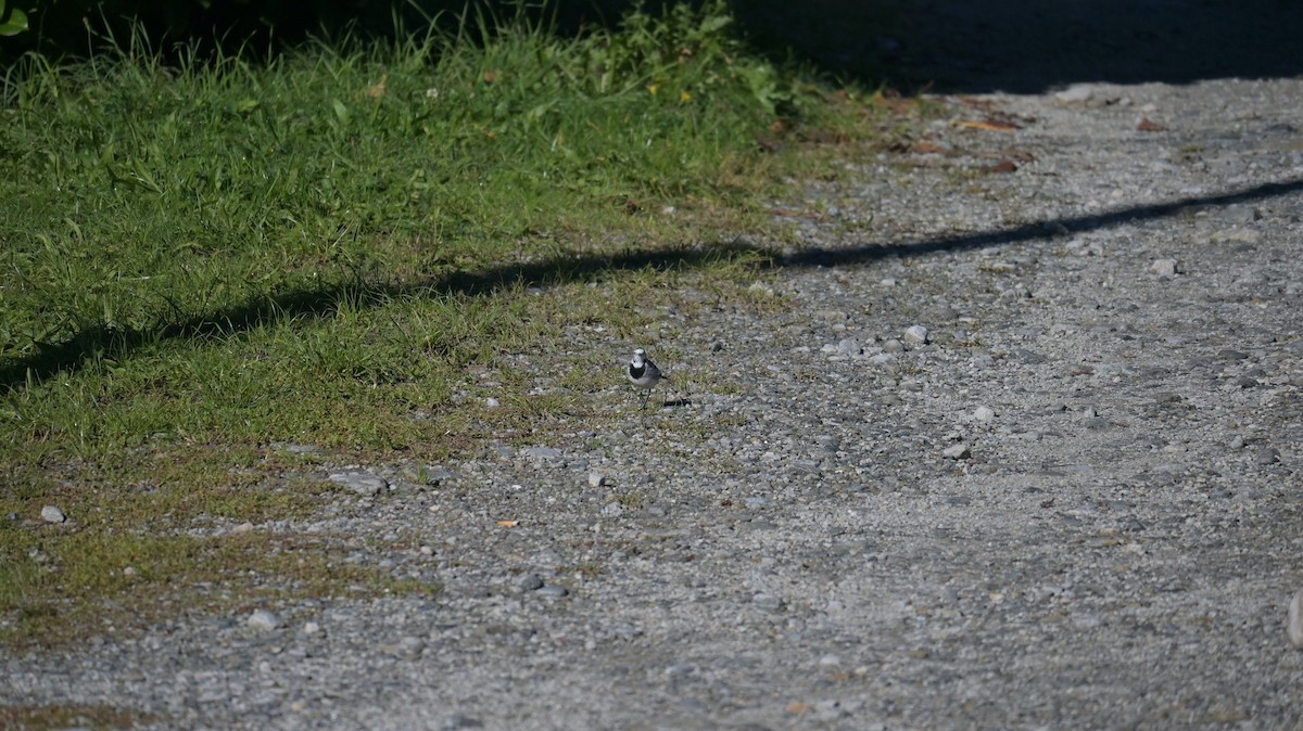 White Wagtail - ML642851735