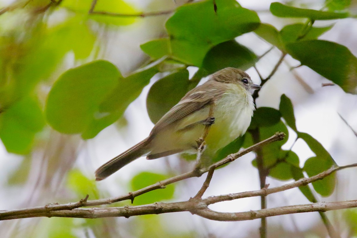 Mouse-colored Tyrannulet - ML642851736