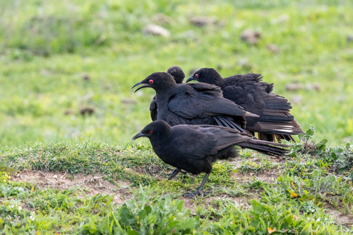 White-winged Chough - ML642851737