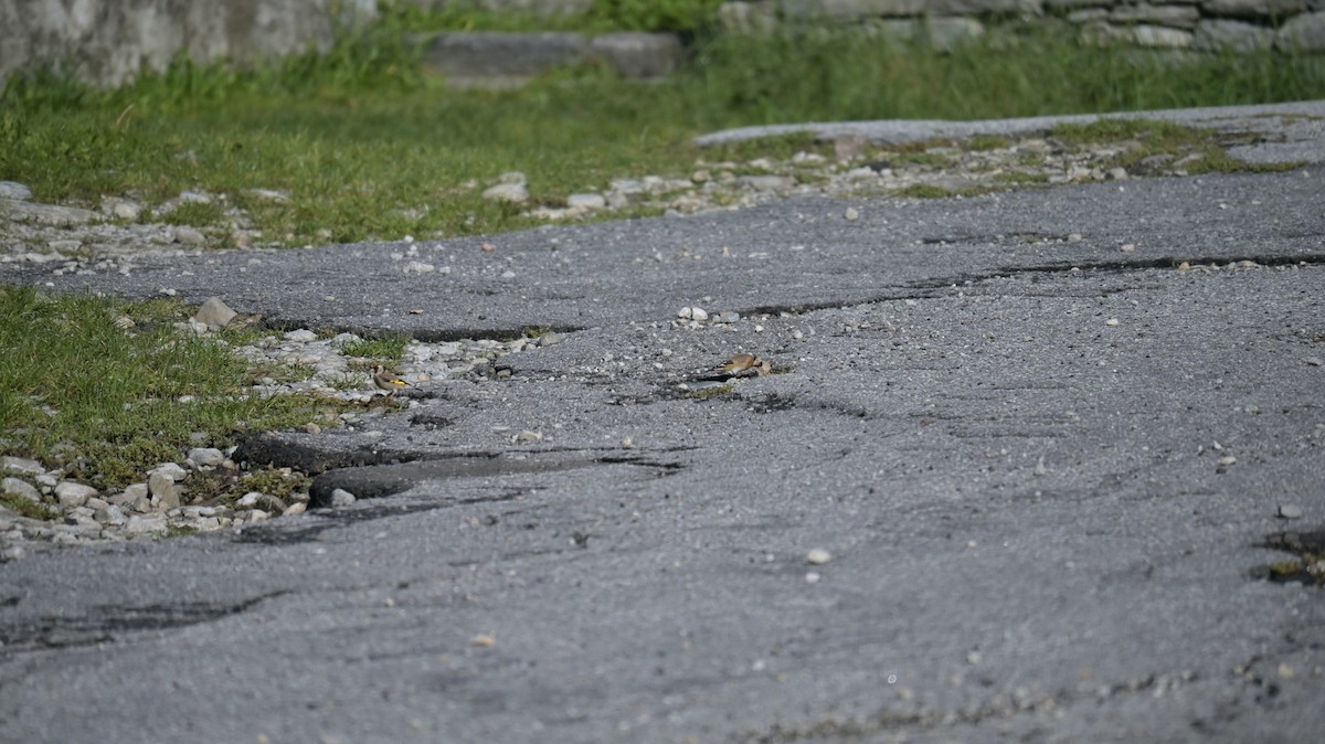 European Goldfinch - ML642851738