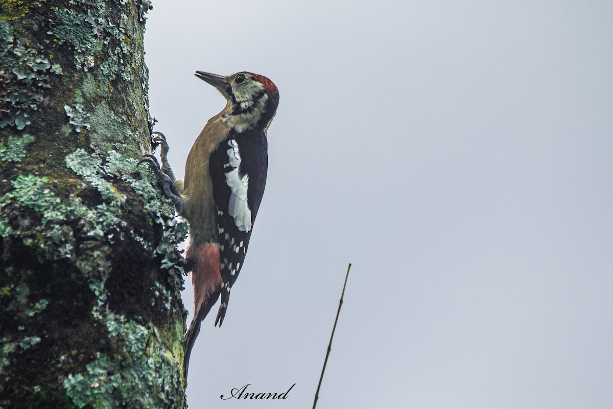 Himalayan Woodpecker - ML642851739