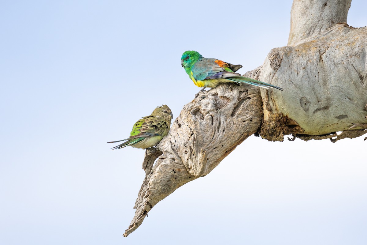 Red-rumped Parrot - ML642851741