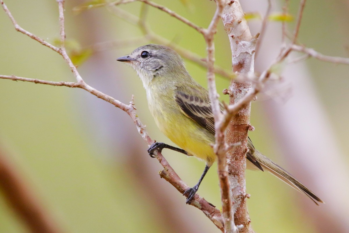 Planalto Tyrannulet - ML642851745