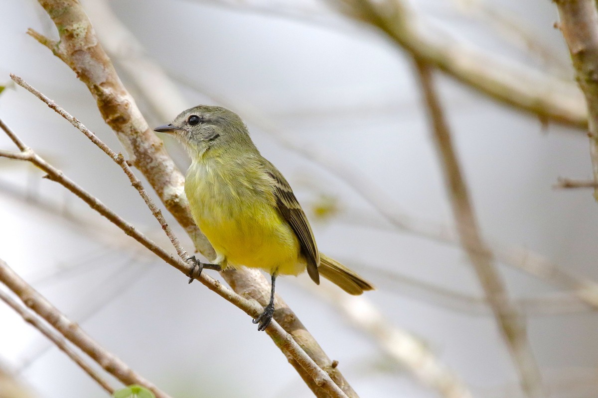 Planalto Tyrannulet - ML642851746