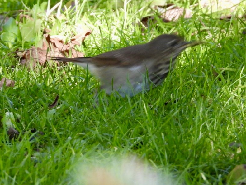Hermit Thrush - ML642851751