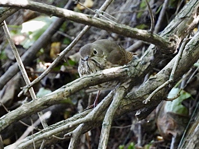 Hermit Thrush - ML642851752