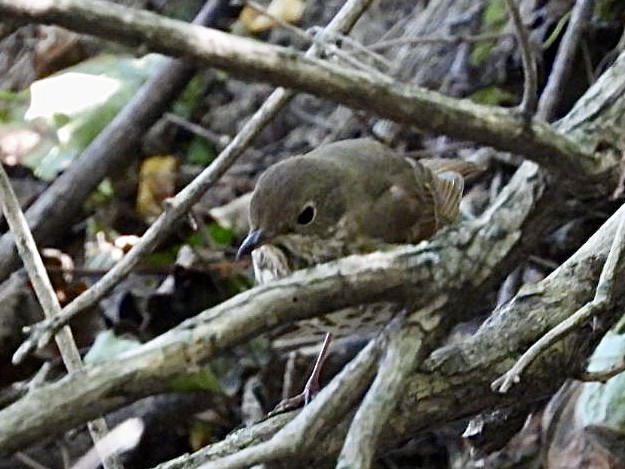Hermit Thrush - ML642851753