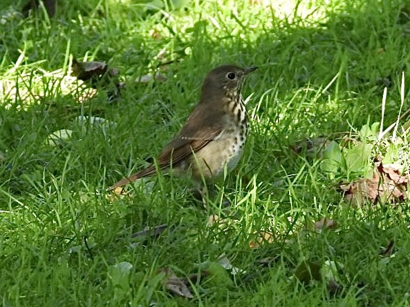 Hermit Thrush - ML642851754