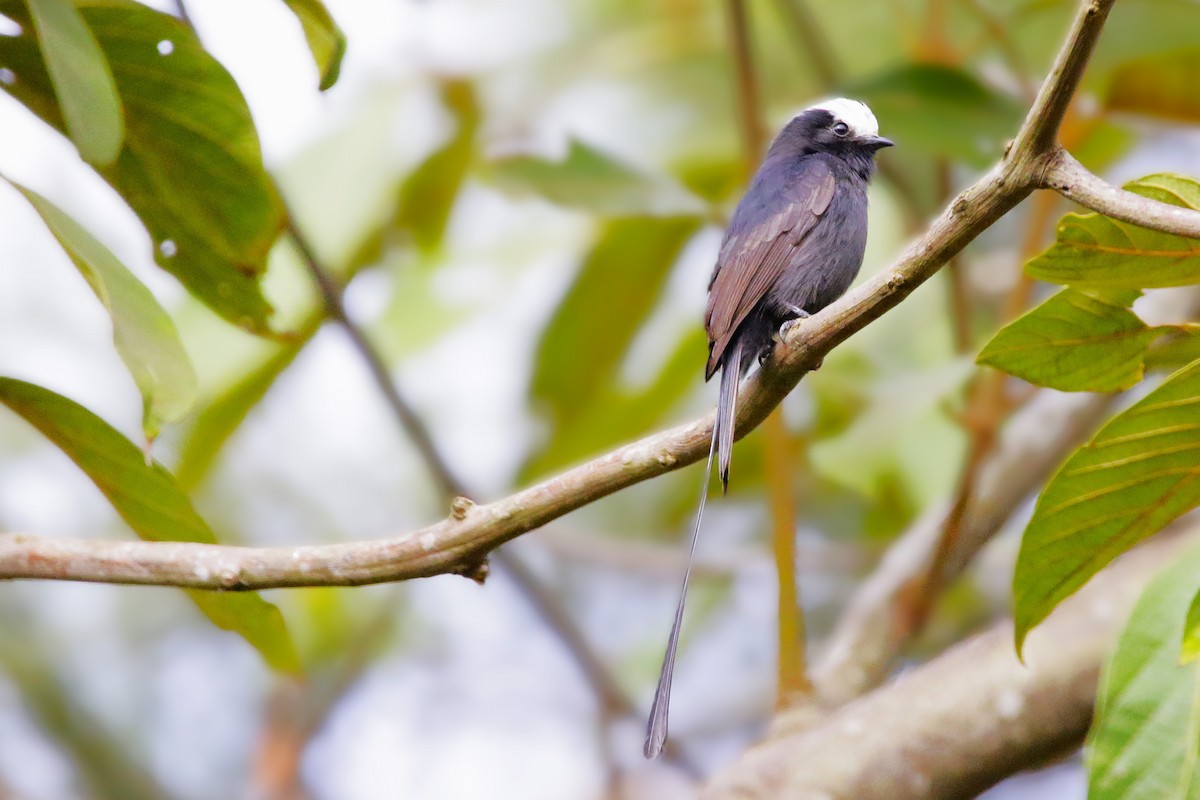 Long-tailed Tyrant - ML642851755