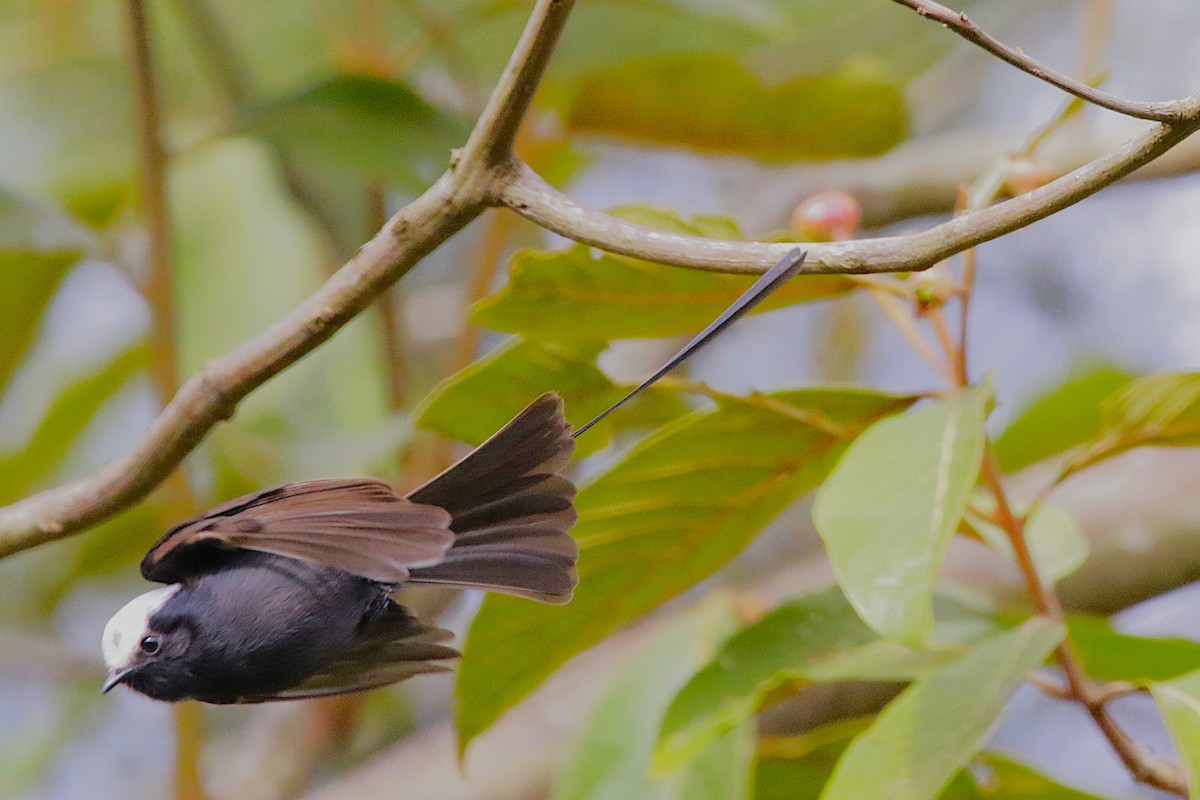 Long-tailed Tyrant - ML642851756