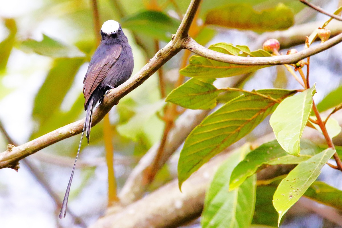 Long-tailed Tyrant - ML642851757