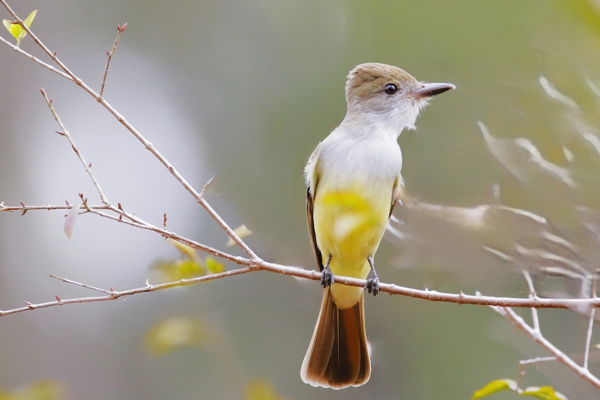 Brown-crested Flycatcher - ML642851760