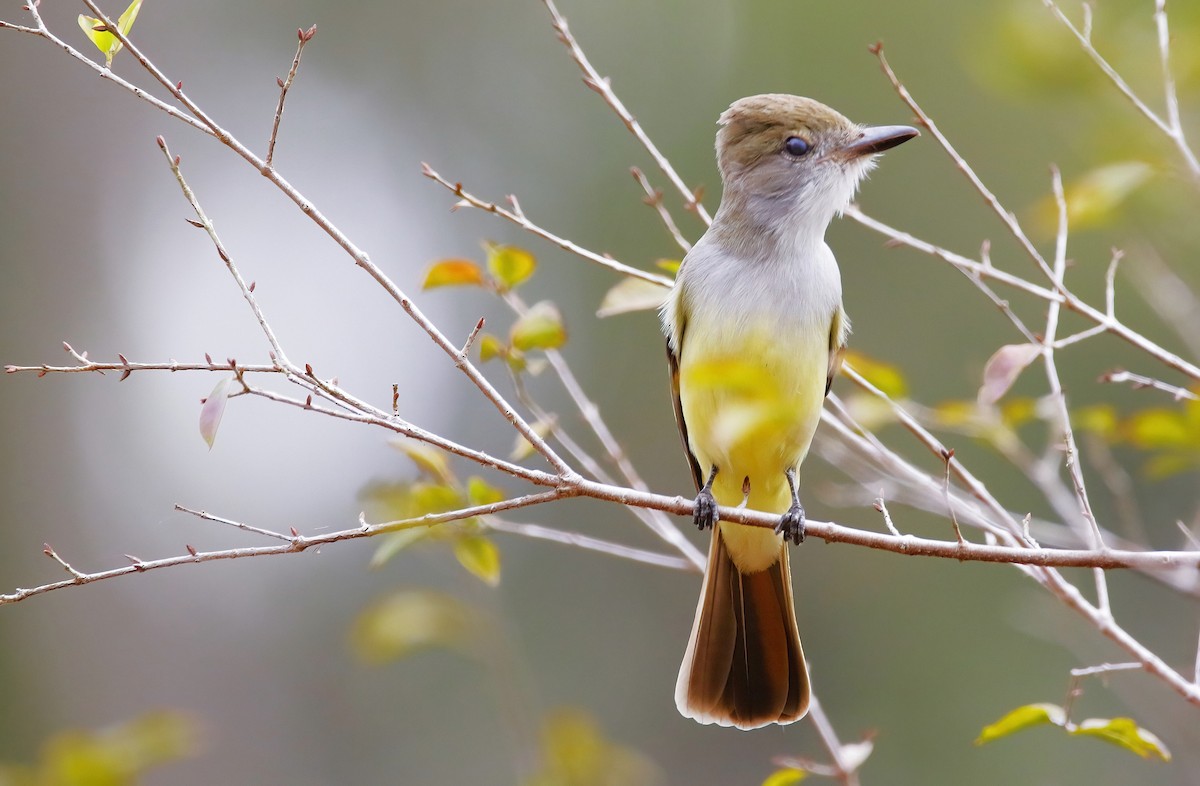 Brown-crested Flycatcher - ML642851761