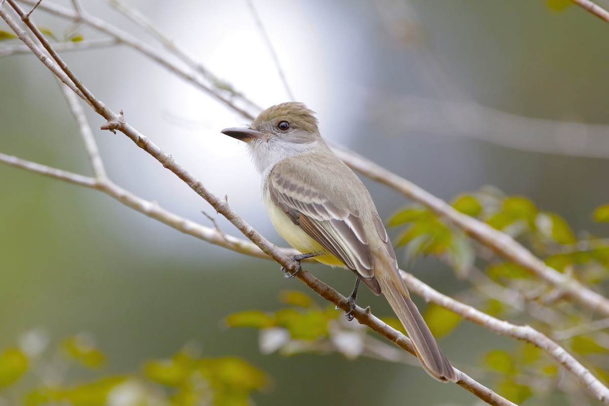 Brown-crested Flycatcher - ML642851762