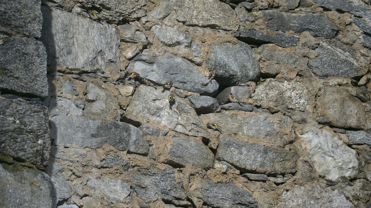 Kardantxiloa - ML642851763