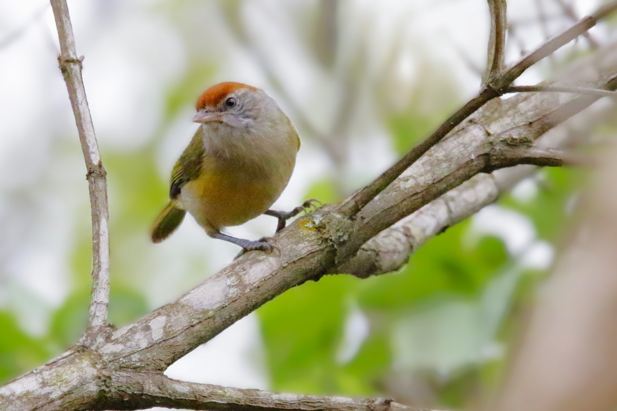 Gray-eyed Greenlet - ML642851765