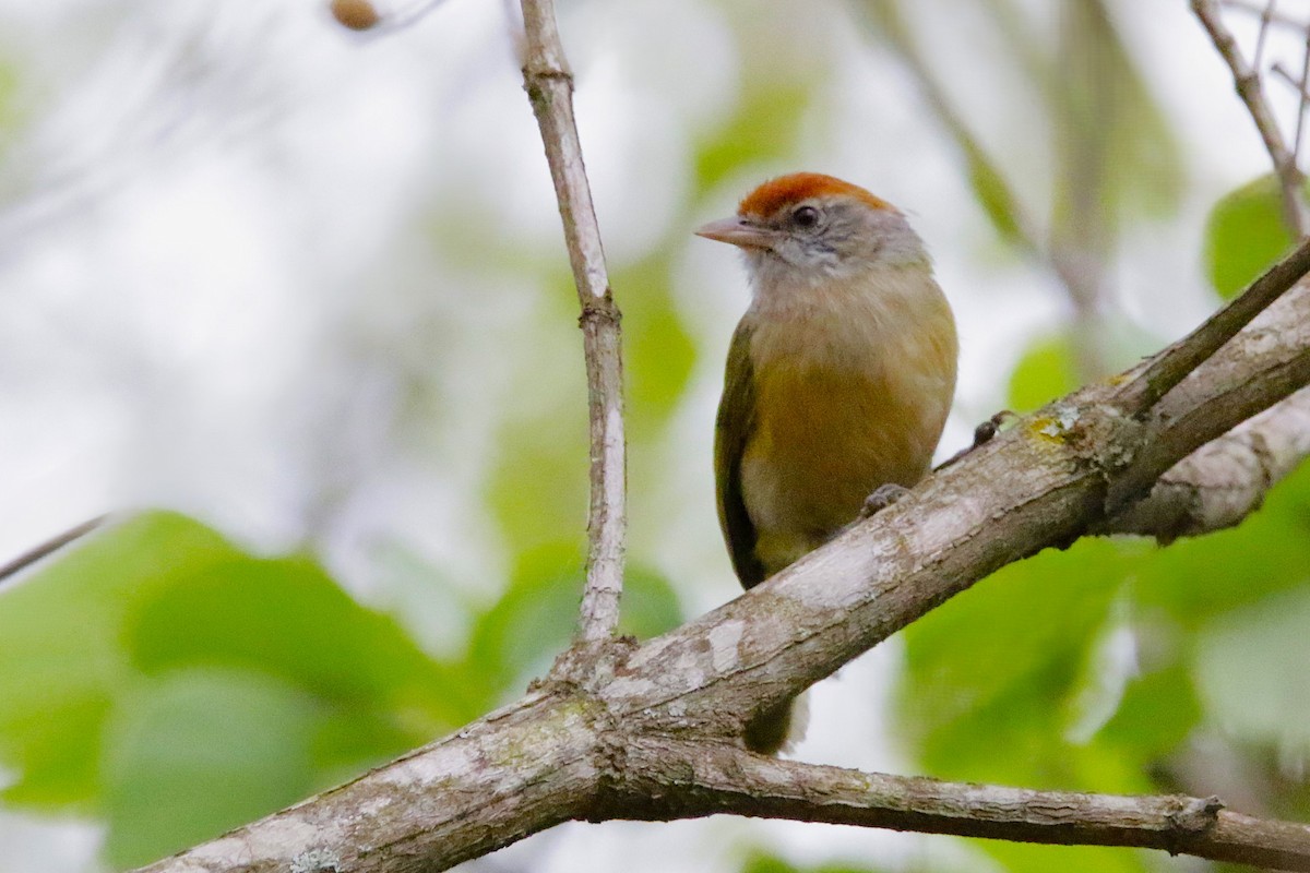 Gray-eyed Greenlet - ML642851766