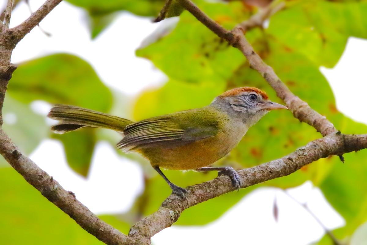 Gray-eyed Greenlet - ML642851767