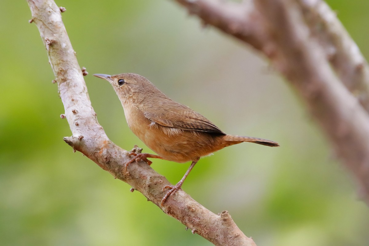 Southern House Wren - ML642851769