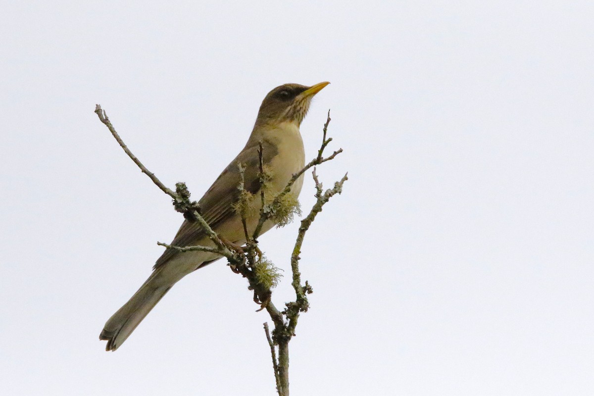 Creamy-bellied Thrush - ML642851772