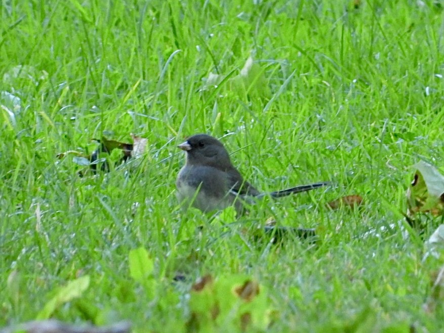 Dark-eyed Junco - ML642851774