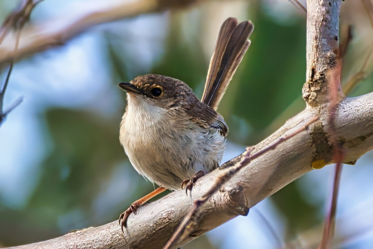 Red-backed Fairywren - ML642851776