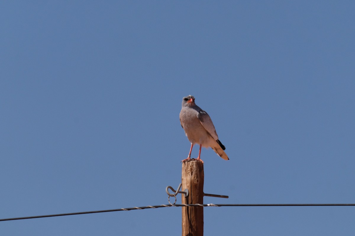 Pale Chanting-Goshawk - ML642851777