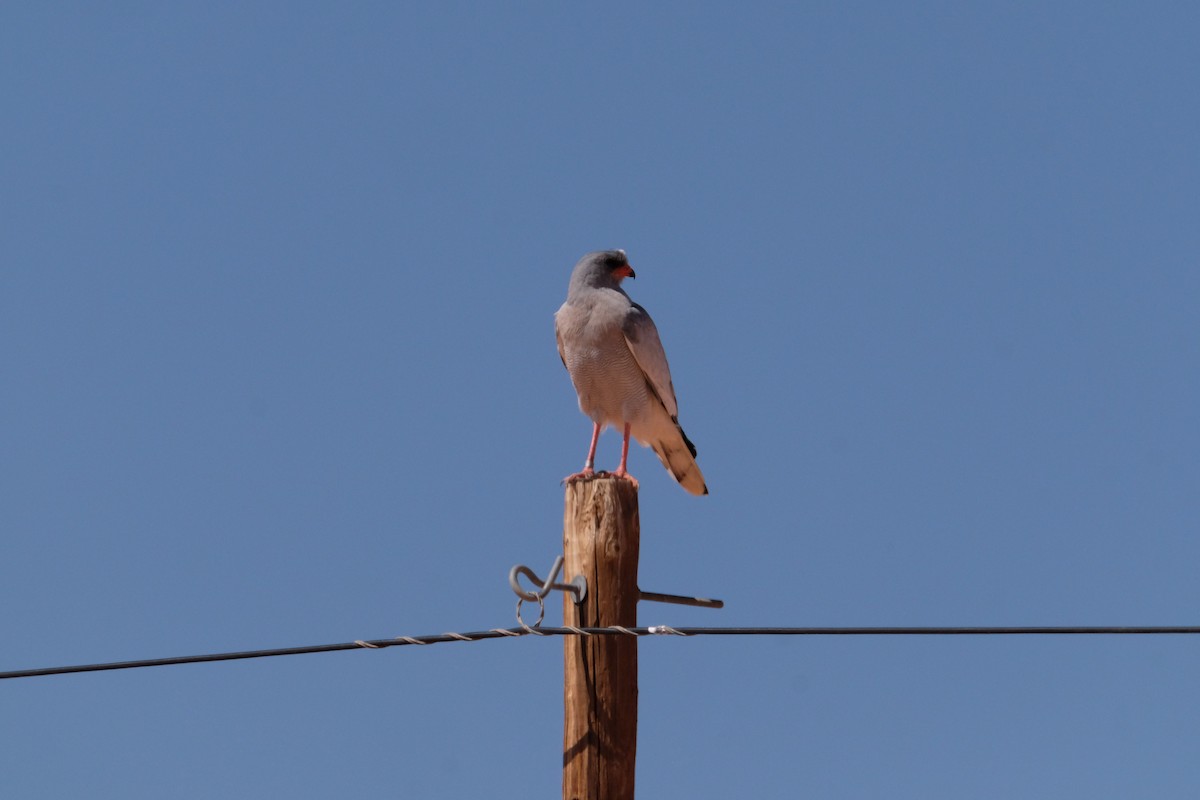 Pale Chanting-Goshawk - ML642851778