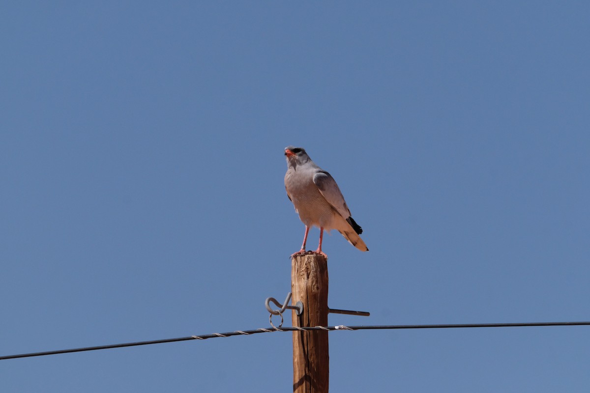 Pale Chanting-Goshawk - ML642851779