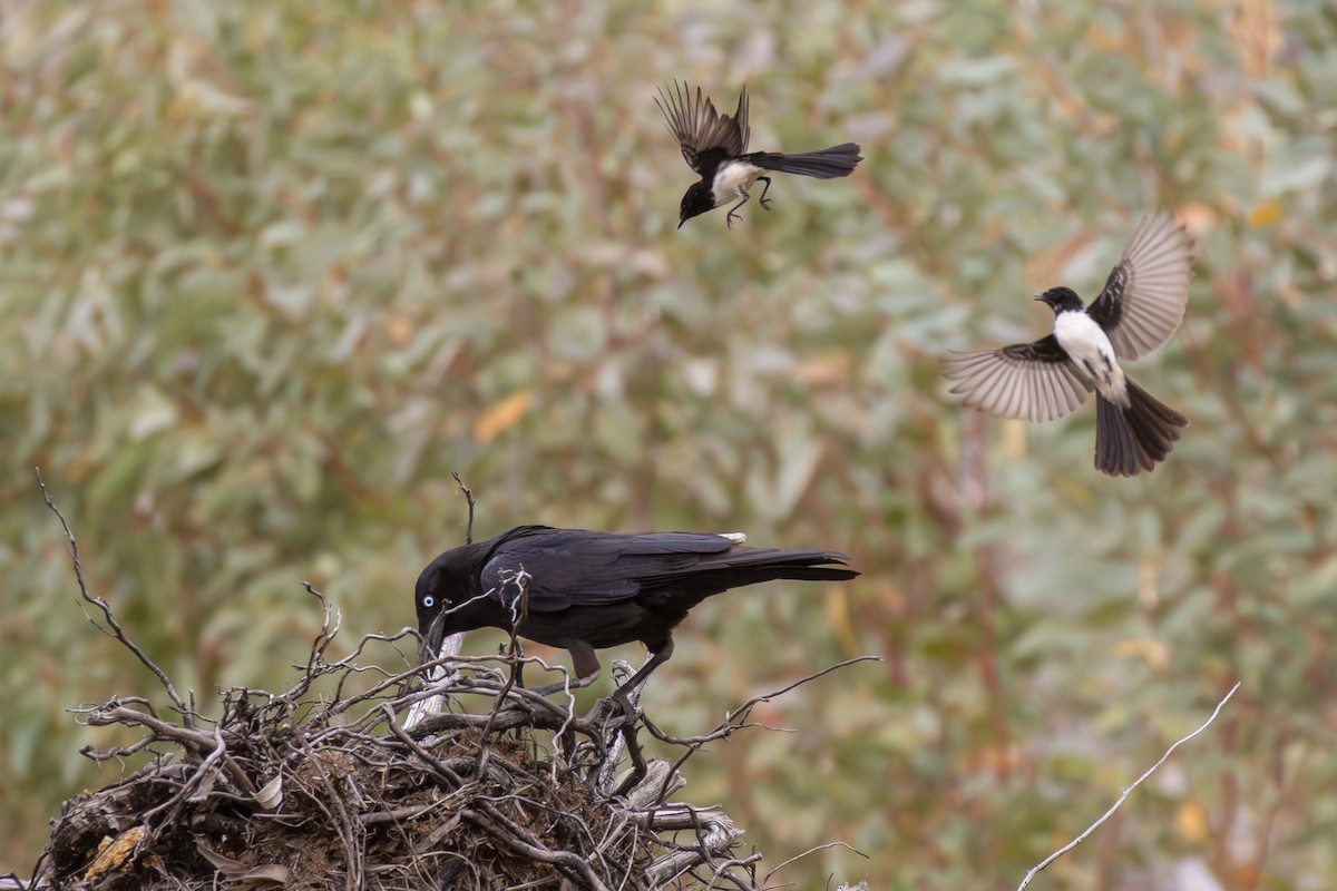 Torresian Crow - ML642851791