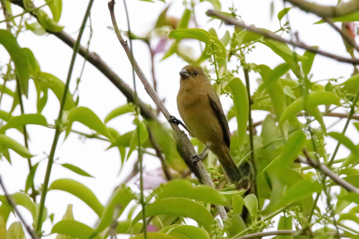 シロハラヒメウソ - ML642851809