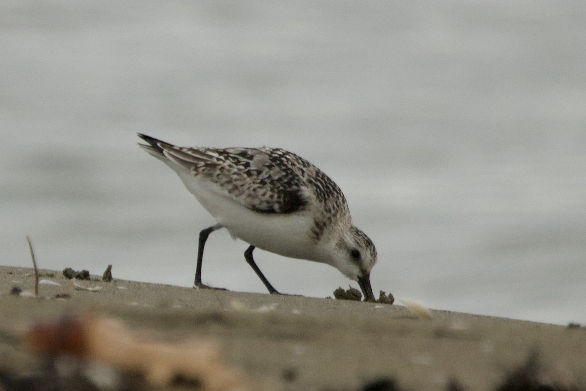 Bécasseau sanderling - ML642851814