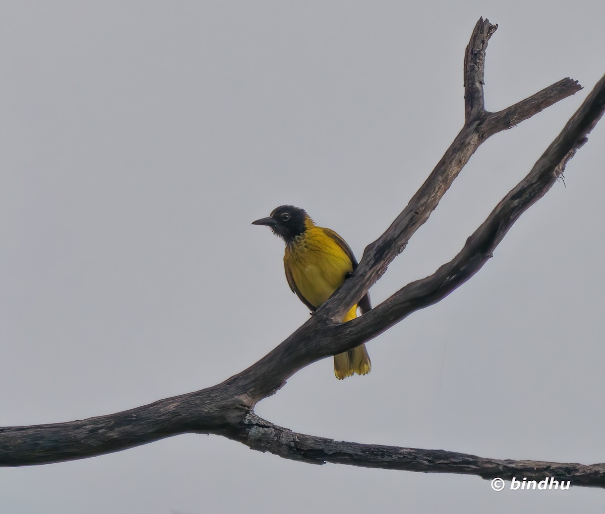 Black-hooded Oriole - ML642851815
