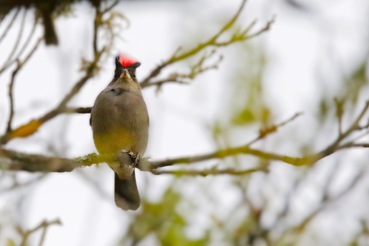 Pileated Finch - ML642851817