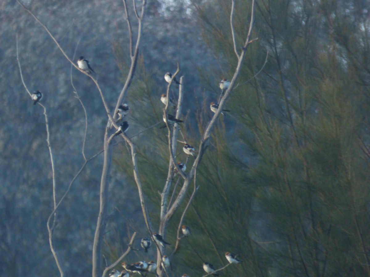 Fairy Martin - ML642851819