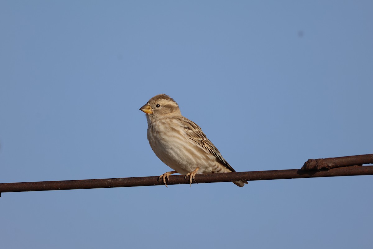 Rock Sparrow - ML642851821