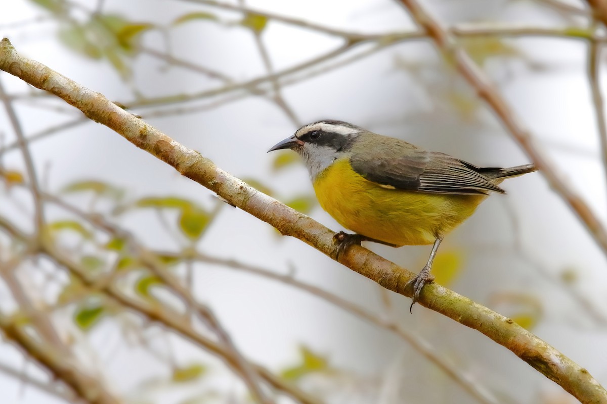 Bananaquit - ML642851822