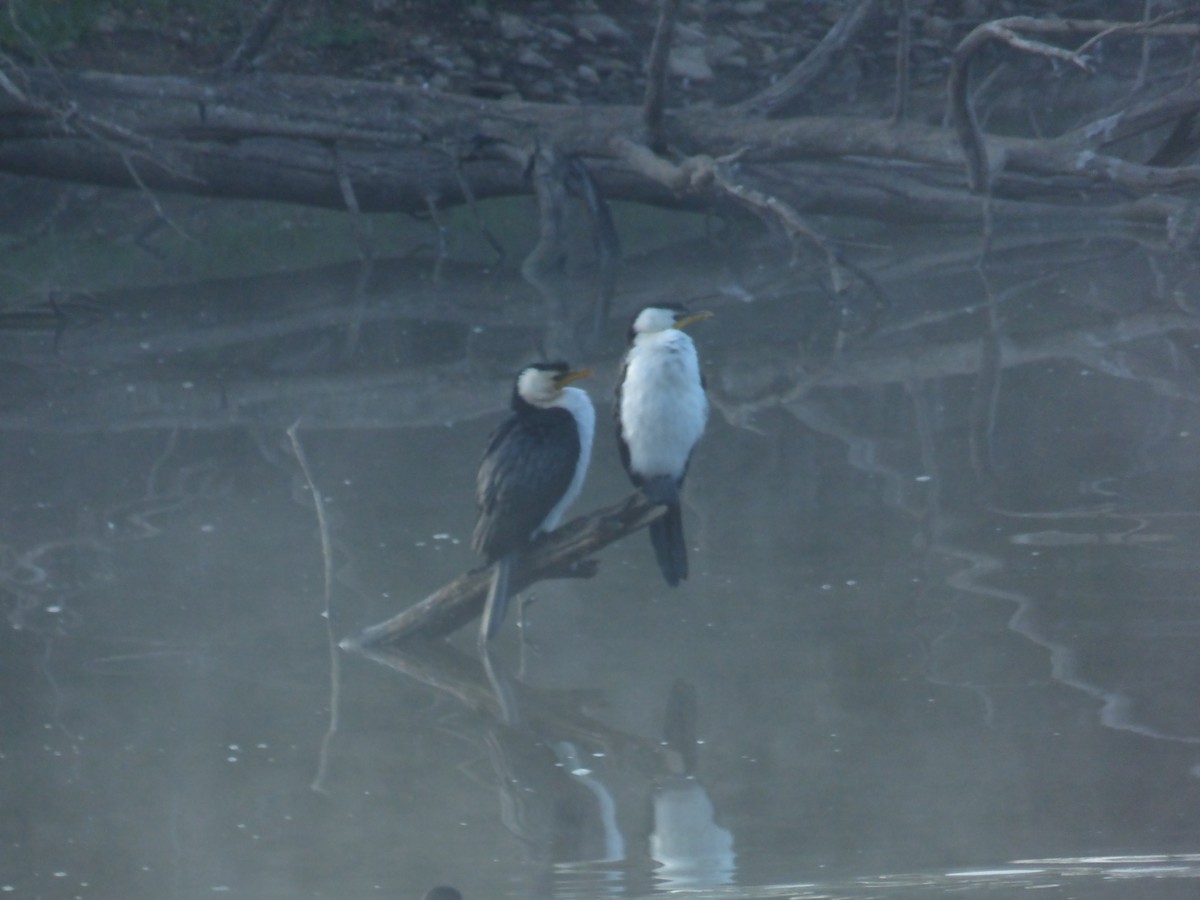 Little Pied Cormorant - ML642851823
