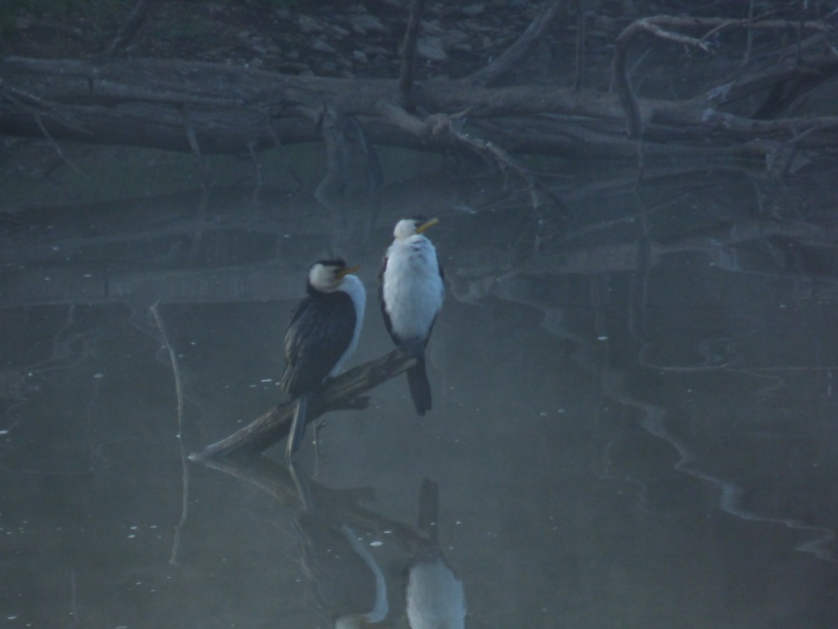 Little Pied Cormorant - ML642851824