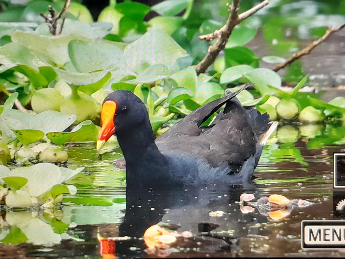 Dusky Moorhen - ML642851825