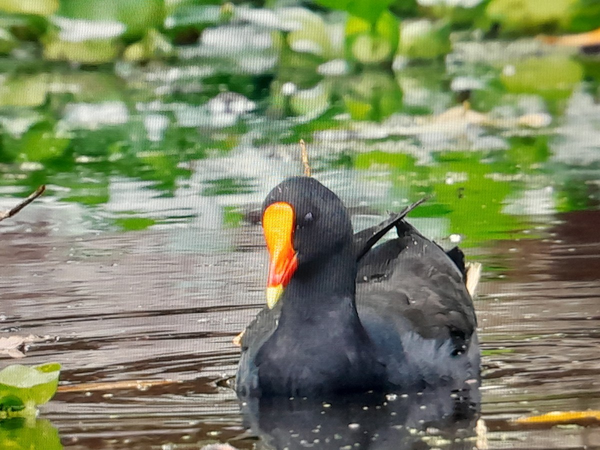 Dusky Moorhen - ML642851828